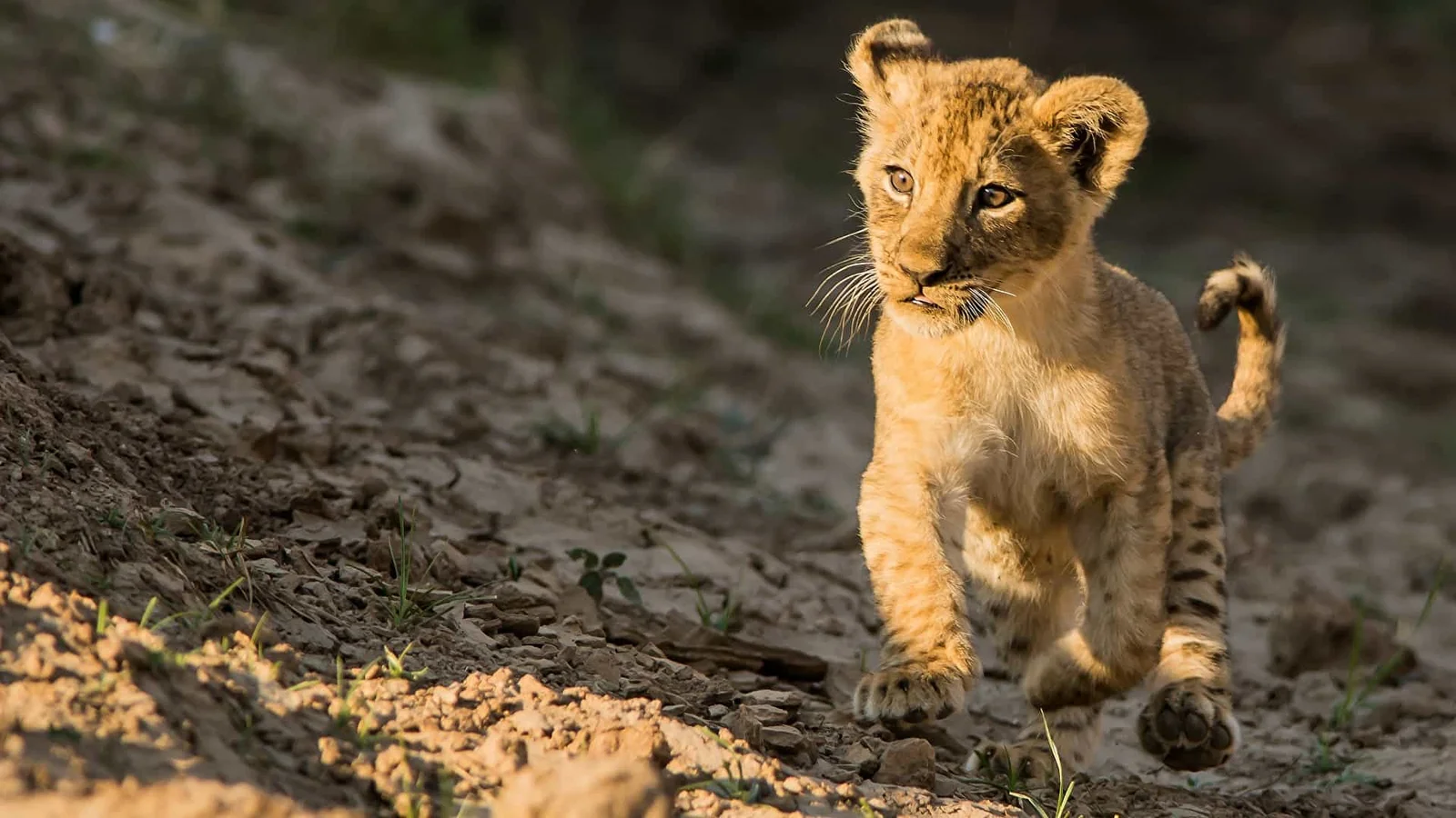 5 Days Northern Tanzania Safari