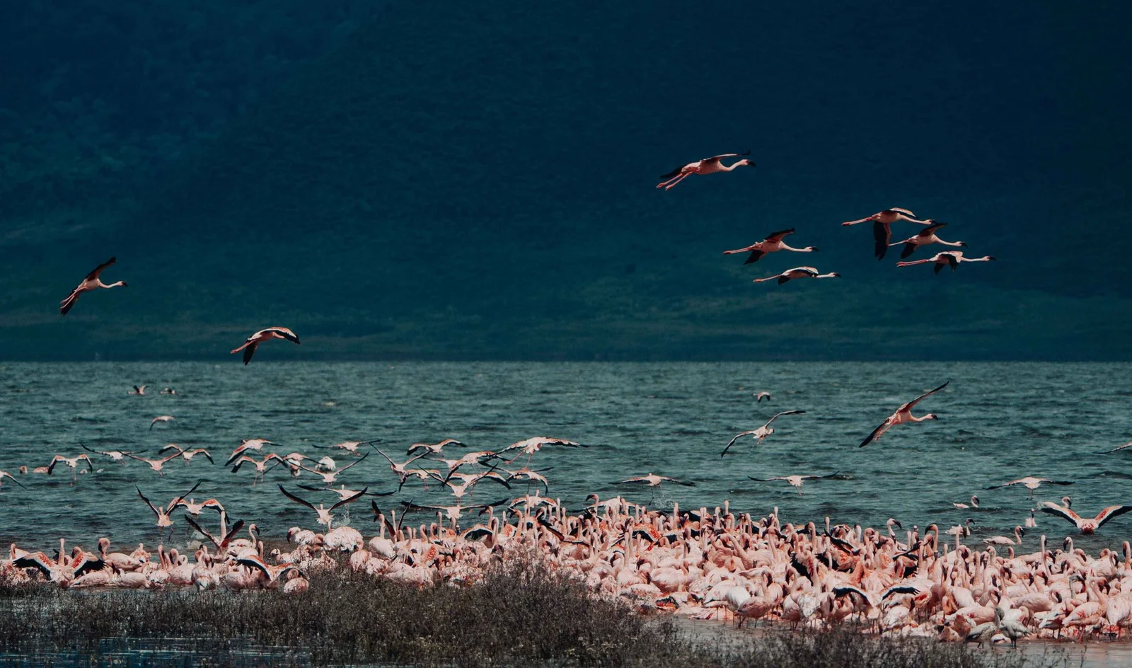 3 Days Ngorongoro Crater & Serengeti Safari