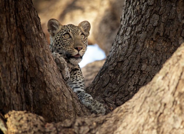 4 Days Serengeti, Ngorongoro & Lake Manyara Safari