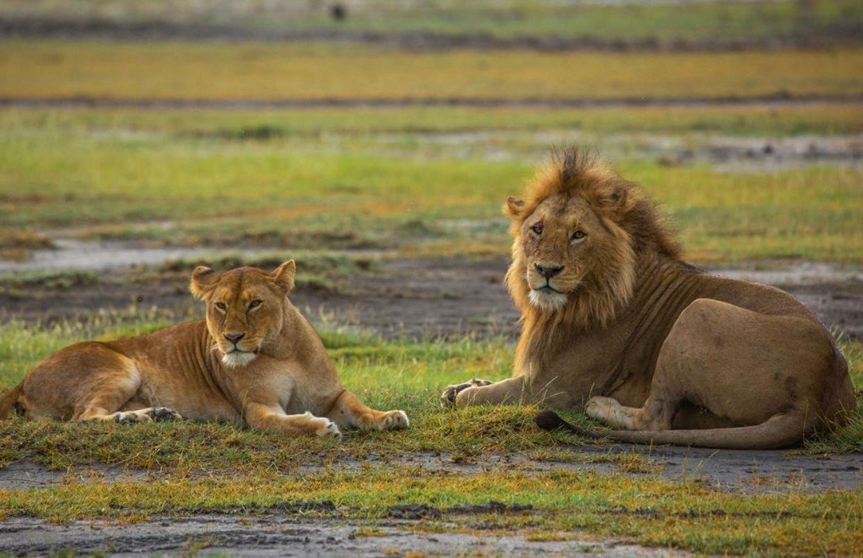 7 Days Tanzania Classic Safari