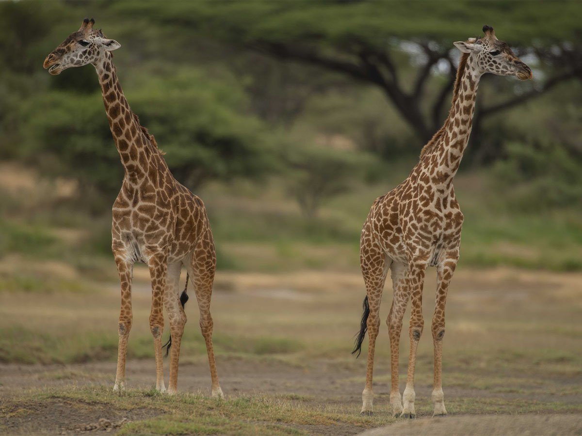 3 Days Tarangire, Ngorongoro & Lake Manyara Safari