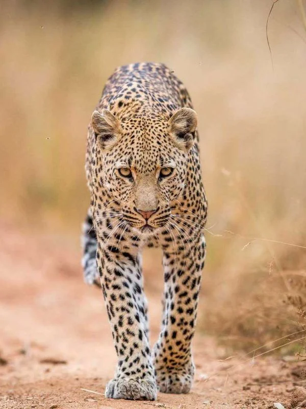 7 Days Tarangire, Lake Manyara, Serengeti, Ngorongoro & Cultural Safari