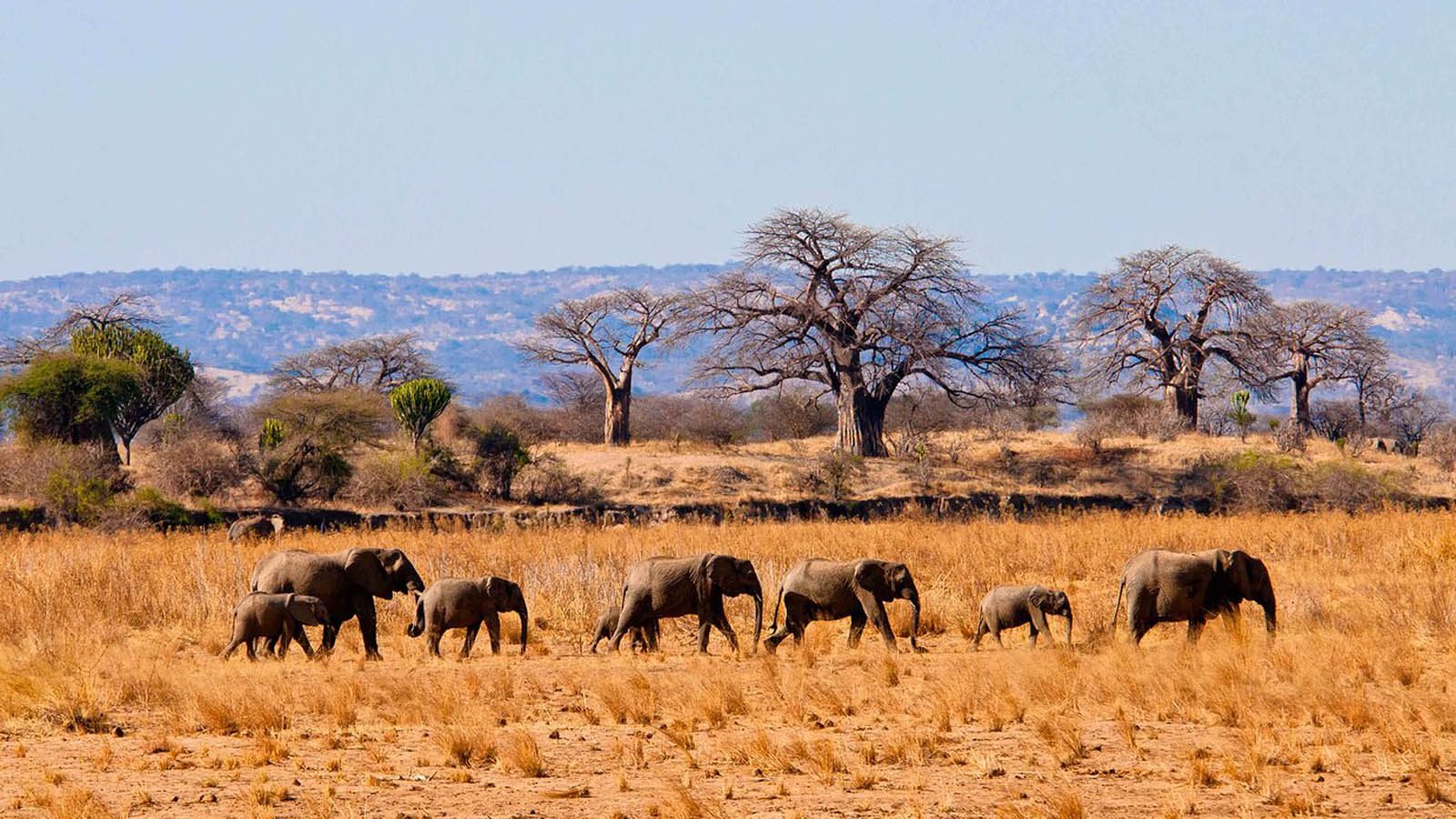 5 Days Northern Tanzania Safari