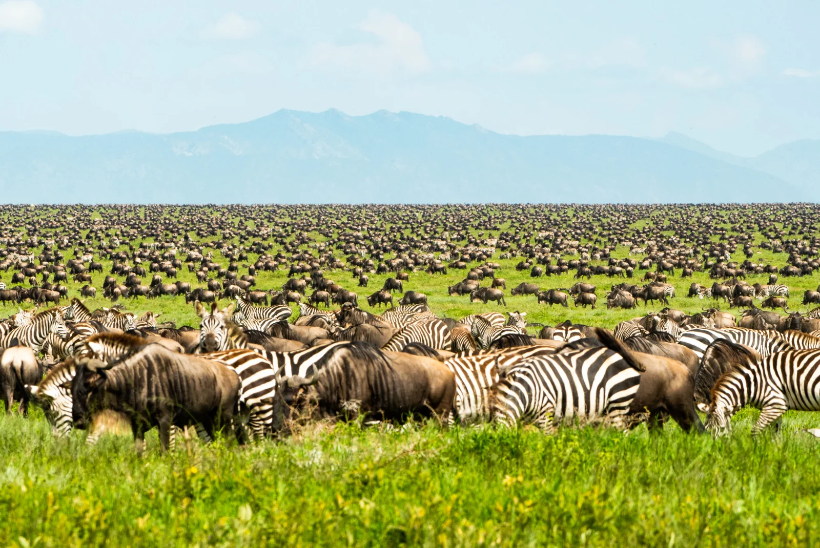 Tanzania wildlife migration
